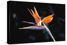 Bird of Paradise-John Bortniak-Stretched Canvas