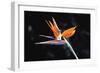 Bird of Paradise-John Bortniak-Framed Premium Giclee Print