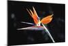 Bird of Paradise-John Bortniak-Mounted Premium Giclee Print