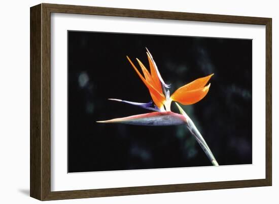 Bird of Paradise-John Bortniak-Framed Art Print