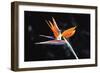 Bird of Paradise-John Bortniak-Framed Art Print