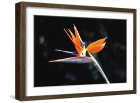 Bird of Paradise-John Bortniak-Framed Art Print