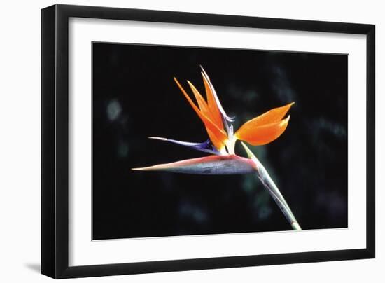 Bird of Paradise-John Bortniak-Framed Art Print