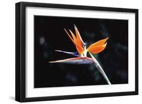 Bird of Paradise-John Bortniak-Framed Art Print