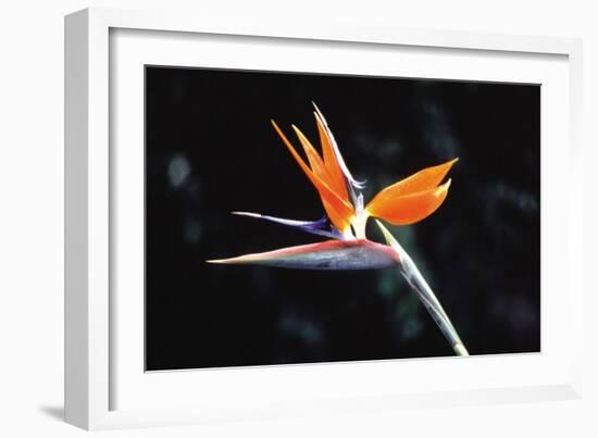 Bird of Paradise-John Bortniak-Framed Art Print