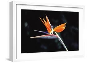 Bird of Paradise-John Bortniak-Framed Art Print