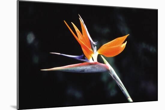 Bird of Paradise-John Bortniak-Mounted Art Print