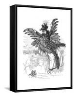 Bird of Prey - Harpy Fashion 1892-Linley Sambourne-Framed Stretched Canvas