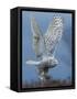 Bird of Prey-Art Wolfe-Framed Stretched Canvas