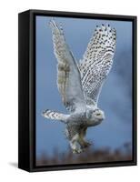 Bird of Prey-Art Wolfe-Framed Stretched Canvas