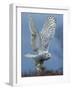 Bird of Prey-Art Wolfe-Framed Photographic Print