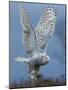 Bird of Prey-Art Wolfe-Mounted Photographic Print