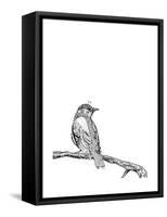 Bird on a Branch-null-Framed Stretched Canvas