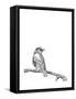 Bird on a Branch-null-Framed Stretched Canvas