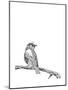 Bird on a Branch-null-Mounted Art Print