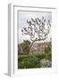 Bird on a Dante Tree, Florence-Igor Maloratsky-Framed Art Print