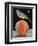 Bird on a Melon-ELEANOR FEIN-Framed Premium Giclee Print