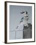 Bird on a Post-Rusty Frentner-Framed Giclee Print