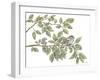 Bird on Branch I-Leslie Trimbach-Framed Art Print