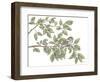 Bird on Branch I-Leslie Trimbach-Framed Art Print