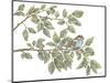 Bird on Branch I-Leslie Trimbach-Mounted Art Print