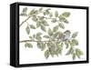 Bird on Branch I-Leslie Trimbach-Framed Stretched Canvas