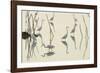 Bird Paddle-Staffan Widstrand-Framed Giclee Print