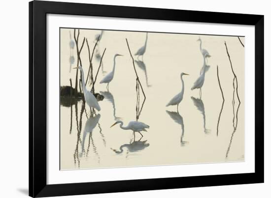 Bird Paddle-Staffan Widstrand-Framed Giclee Print