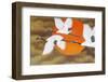 Bird painting at Bongeunsa temple, Seoul, South Korea-Godong-Framed Photographic Print