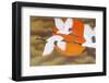 Bird painting at Bongeunsa temple, Seoul, South Korea-Godong-Framed Photographic Print