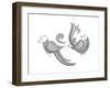 Bird Parrots-Neeti Goswami-Framed Art Print