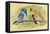 Bird Perch I-Annie Warren-Framed Stretched Canvas