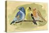 Bird Perch I-Annie Warren-Stretched Canvas