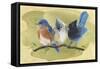 Bird Perch III-Annie Warren-Framed Stretched Canvas