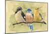Bird Perch IV-Annie Warren-Mounted Art Print