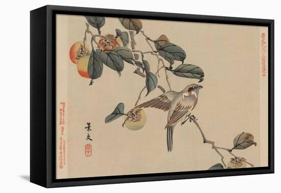 Bird Perched on a Branch from a Fruit Persimmon Tree.-Keibun Matsumura-Framed Stretched Canvas
