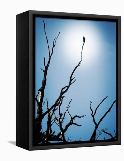 Bird Perched on Branches Reaching to the Sky-Tommy Martin-Framed Stretched Canvas