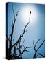 Bird Perched on Branches Reaching to the Sky-Tommy Martin-Stretched Canvas