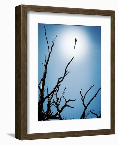 Bird Perched on Branches Reaching to the Sky-Tommy Martin-Framed Photographic Print