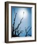 Bird Perched on Branches Reaching to the Sky-Tommy Martin-Framed Photographic Print