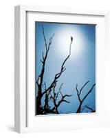 Bird Perched on Branches Reaching to the Sky-Tommy Martin-Framed Photographic Print