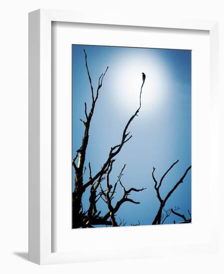 Bird Perched on Branches Reaching to the Sky-Tommy Martin-Framed Photographic Print