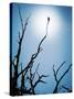 Bird Perched on Branches Reaching to the Sky-Tommy Martin-Stretched Canvas