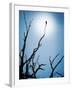 Bird Perched on Branches Reaching to the Sky-Tommy Martin-Framed Photographic Print