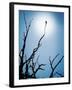 Bird Perched on Branches Reaching to the Sky-Tommy Martin-Framed Photographic Print