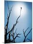 Bird Perched on Branches Reaching to the Sky-Tommy Martin-Mounted Photographic Print