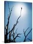 Bird Perched on Branches Reaching to the Sky-Tommy Martin-Stretched Canvas