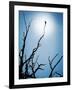 Bird Perched on Branches Reaching to the Sky-Tommy Martin-Framed Photographic Print