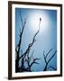 Bird Perched on Branches Reaching to the Sky-Tommy Martin-Framed Photographic Print