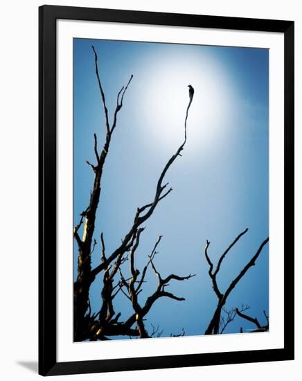 Bird Perched on Branches Reaching to the Sky-Tommy Martin-Framed Photographic Print